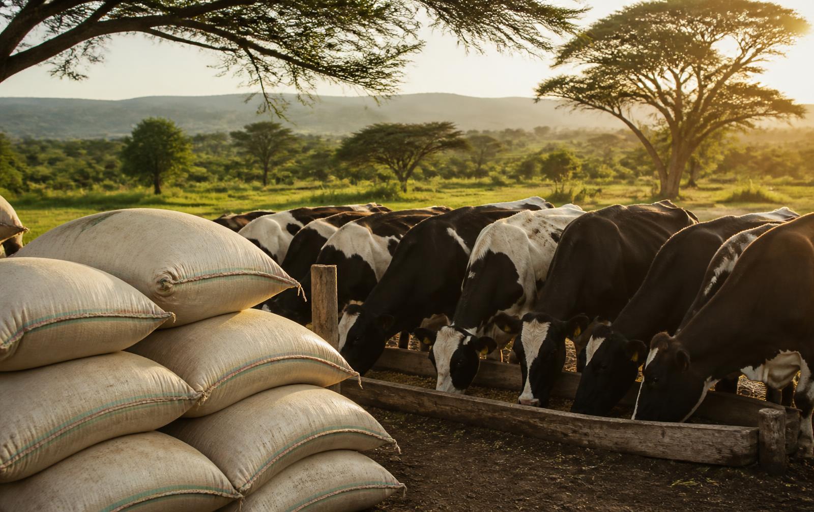 Dairy cows feeding beside stacked feed bags on a Kenyan farm